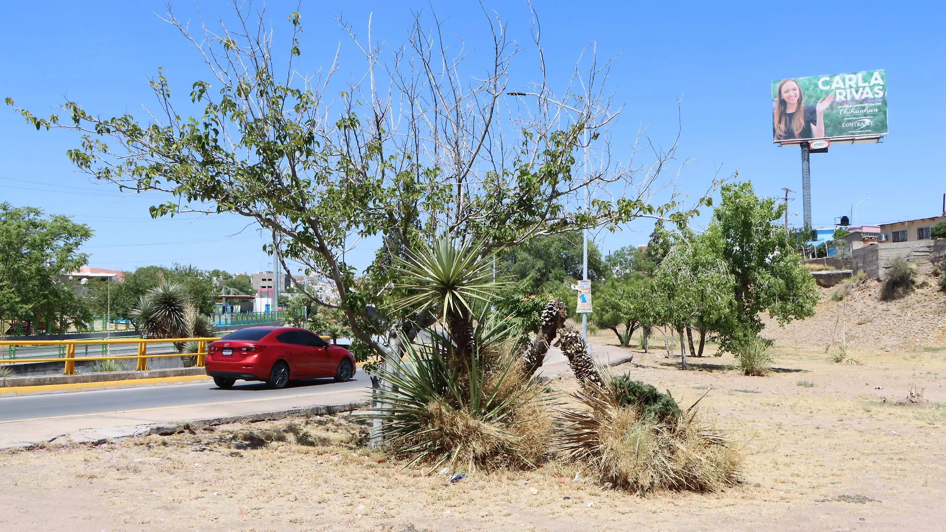 Arboles Secos Sobre av Cantera